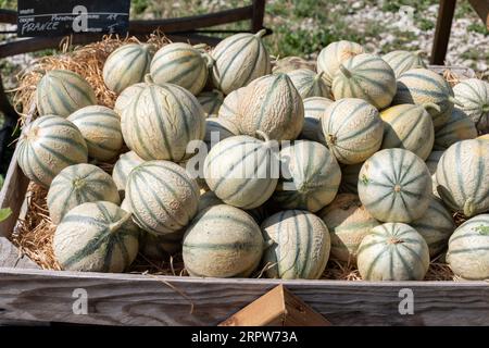Melonen aus Cavaillon, reife Runde charentais Honig melone Melonen auf dem lokalen Markt in der Provence, Frankreich, in der Nähe Stockfoto