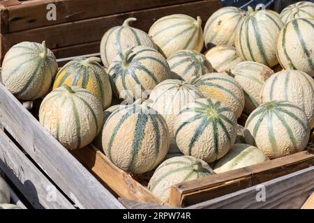 Melonen aus Cavaillon, reife Runde charentais Honig melone Melonen auf dem lokalen Markt in der Provence, Frankreich, in der Nähe Stockfoto