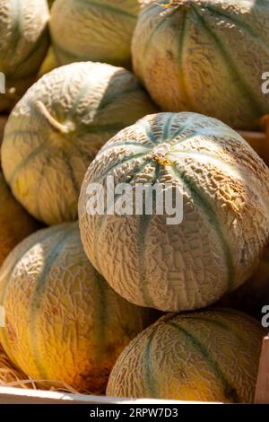 Gelber Honig aus Cavaillon, reife runde Charentais Honig-Cantaloupe Melonen auf lokalem Markt in der Provence, Frankreich, aus nächster Nähe Stockfoto