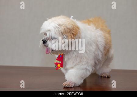 Süßer erwachsener Hündchen von shitzu im selektiven Fokus Stockfoto