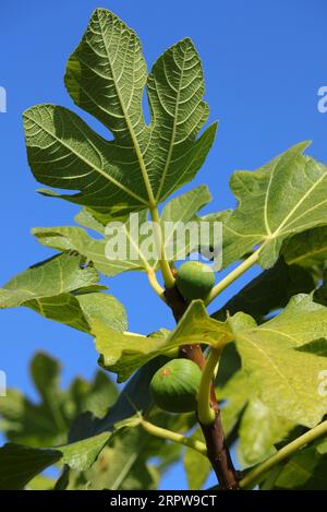 Detail eines Bio-Feigenbaums, Blätter und unreife grüne Feigen. Blauer Himmelshintergrund. Spätsommer. Oeiras, Portugal. Stockfoto