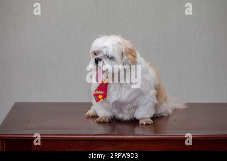 Süßer erwachsener Hündchen von shitzu im selektiven Fokus Stockfoto