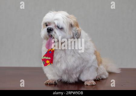 Süßer erwachsener Hündchen von shitzu im selektiven Fokus Stockfoto