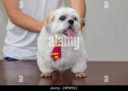 Süßer erwachsener Hündchen von shitzu im selektiven Fokus Stockfoto