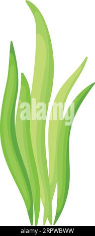 Grüne Algen. Natürliche Pflanze mit Meeresboden Stock Vektor