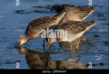 Kurzkalkulationen (Limnodromus griseus) waten in der Esquimalt Lagoon in Colwood, British Columbia, Kanada. Stockfoto