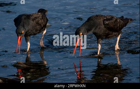 Schwarze Austernfänger (Haematopus bachmani) streiten beim Watengehen in der Esquimalt Lagune in Colwood, British Columbia, Kanada. Stockfoto