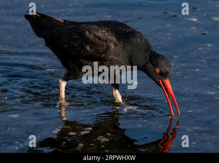 Ein schwarzer Austernfänger (Haematopus bachmani) waten in der Esquimalt Lagune in Colwood, British Columbia, Kanada. Stockfoto