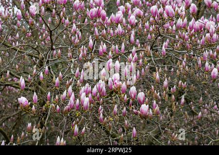 Sulange-Magnolie Schwarze Tulpen-Nahaufnahme auf einem Baumzweigquellenhintergrund Stockfoto