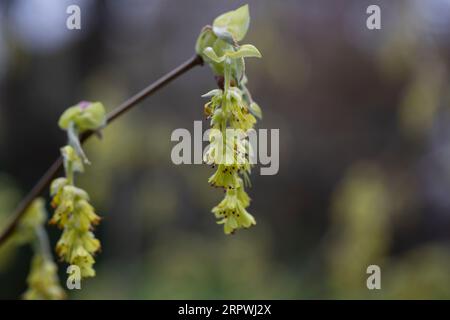 Frühjahrshintergrund mit Corylopsis spicata ( Hazel glabrescens ) gelben Katzenmuscheln auf Ast ohne Blätter auf verschwommenem Bokeh-Hintergrund. Hazel katkins as Stockfoto