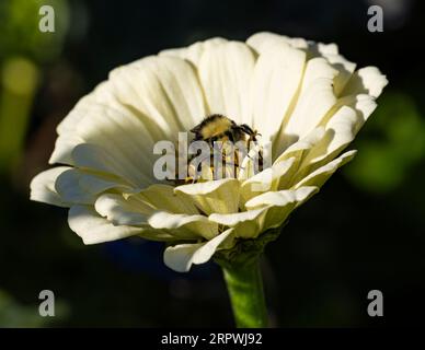Eine Hummel auf einer Blume im Garten von Hatley Castle in Colwood, British Columbia, Kanada. Stockfoto