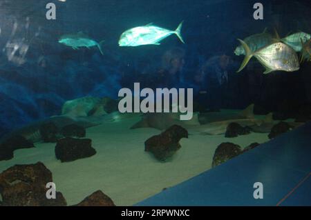 Besuchen Sie das Birch Aquarium der Scripps Institution of Oceanography, La Jolla, Kalifornien, mit einer Rede über die Erforschung alternativer Energiequellen und einer Führung durch das Aquarium und die Umgebung der Scripps Institution Stockfoto