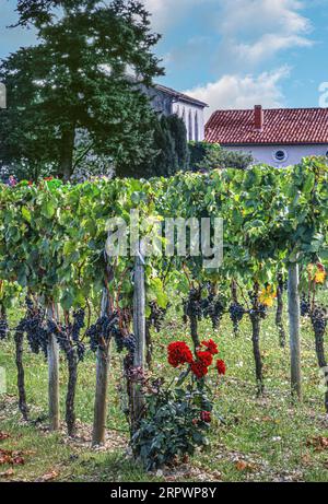 CHATEAU PETRUS WEINBERGE reife Merlot-Trauben am Erntetag im Weinberg bei Château Pétros, Pomerol Bordeaux Frankreich. Stockfoto