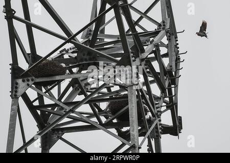 200430 -- WENCHANG, 30. April 2020 -- Ein Vogel fliegt zu einem künstlichen Nest auf einem Strommasten in Wenchang, Südchinesische Provinz Hainan, 23. April 2020. Mit einem milden Klima ist Hainan ein Paradies für Vögel. Insbesondere von März bis Juli jedes Jahres, der Brutsaison für Vögel, eine große Anzahl von Vögeln nisten und legen Eier. Da die Übertragungsleitungen in der Regel durch Feuchtgebiete, Teiche und Felder verlaufen, in denen Vögel sich aufhalten, werden Strommasten zu idealen Nistplätzen. Damit Vögel und Kabel harmonisch nebeneinander existieren können, hat die Hainan Power Grid Company ihre traditionelle Art der Abwehr von Vögeln und h geändert Stockfoto