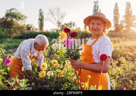 Familienpaare von älteren Gärtnern pflücken Dahlien auf einer ländlichen Blumenfarm bei Sonnenuntergang. Rentner ziehen gerne Pflanzen an. Die Frau trägt eine Schürze, die bou hält Stockfoto