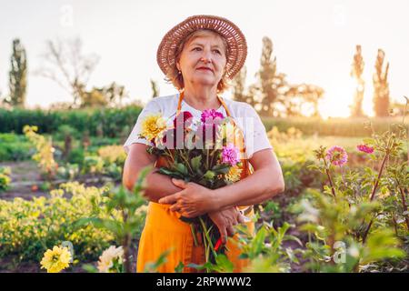Porträt eines älteren Gärtners mit einem Strauß Dahlien, die bei Sonnenuntergang auf einer Blumenfarm gepflückt wurden. Die Frau trägt Schürze und Strohhut. Lifestyle Stockfoto