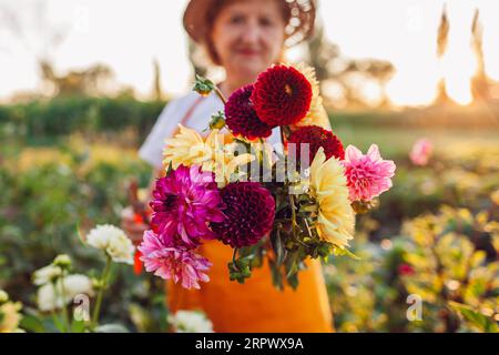Nahaufnahme von frisch gepflückten rot-gelb-rosa Dahlien im Bouquet. Eine Gärtnerin, die auf einer Blumenfarm blüht. Wachsende Ballpompon-Dahlien Stockfoto