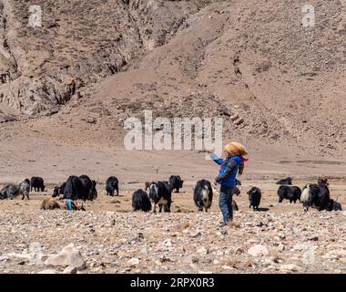 200502 -- MOUNT QOMOLANGMA BASE CAMP, 2. Mai 2020 -- Herdsman Zhaxi grast Yaks auf einer Almweide im Dorf Zangpu in der Gemeinde Zhaxizom im Tingri County, südwestchinesische Autonome Region Tibet, 23. April 2020. Zhaxi und seine Familie leben im Plateaudorf Zangpu, dem nächstgelegenen Verwaltungsdorf zum höchsten Gipfel des Mount Qomolangma der Welt. Im Jahr 2008 verliebte sich der damals 26-jährige Zhaxi in Deden, ein sechs Jahre jüngeres Mädchen. Zhaxi entschied sich, Deden zu heiraten, während er neben seiner ursprünglichen großen Familie lebte, die ein Familiengut von mehr als 200 Yaks besaß. Trennen Stockfoto