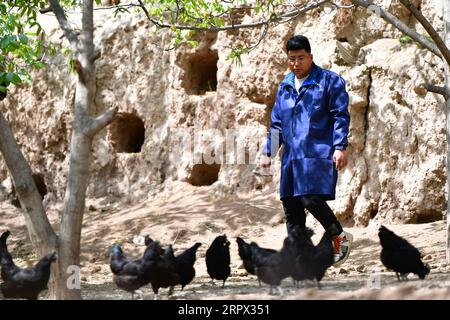 200505 -- ZHOUQU, 5. Mai 2020 -- Wang Lei spaziert durch frei lebende einheimische Hühner im Dorf Chengma des Komitats Zhouqu, Gannan Tibetan Autonomous Prefecture der nordwestchinesischen Provinz Gansu, 23. April 2020. Wang Lei, 26, aus der tibetischen ethnischen Gruppe, ist verantwortlich für eine landwirtschaftliche Genossenschaft im Dorf Chengma. Im Jahr 2017 kehrte er als Absolvent des Musikstudiums in seine Heimatstadt zurück und gründete eine Kunstausbildungseinrichtung, gleichzeitig gründete er eine Bauernkooperative, die sich auf den Anbau von apis Ceranas, einheimischen Hühnern, einheimischen Schweinen, Walnüssen und Morchellas spezialisierte und 37 half Stockfoto