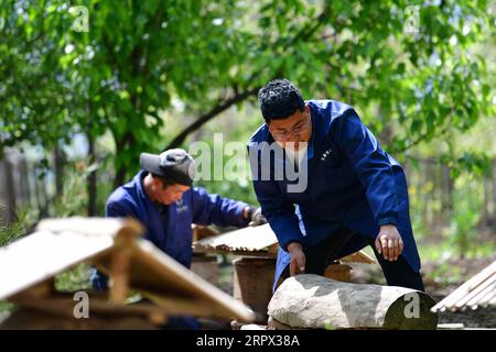 200505 -- ZHOUQU, 5. Mai 2020 -- Wang Lei R sortiert Bienenstöcke von apis ceranas im Dorf Chengma des Komitats Zhouqu, Gannan Tibetan Autonomous Prefecture of Northwest China s Gansu Province, 23. April 2020. Wang Lei, 26, aus der tibetischen ethnischen Gruppe, ist verantwortlich für eine landwirtschaftliche Genossenschaft im Dorf Chengma. Im Jahr 2017 kehrte er als Absolvent des Musikstudiums in seine Heimatstadt zurück und gründete eine Kunstausbildungseinrichtung, gleichzeitig gründete er eine Bauernkooperative, die sich auf den Anbau von apis Ceranas, einheimischen Hühnern, einheimischen Schweinen, Walnüssen und Morchellas spezialisierte, die 37 beim Pover half Stockfoto