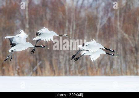 Rotkronenkraniche (Grus Japonensis), 4 Vögel im Winter im Flug. Schneebedeckter Boden und Hügel. Hokkaido Island, Japan Stockfoto