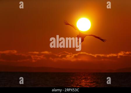 Seeadler (Haliaetus albicilla) gleitet bei Sonnenaufgang durch die Luft. Wunderschöne Farben des Himmels mit Wolken. Hokkaido Island, Japan Stockfoto