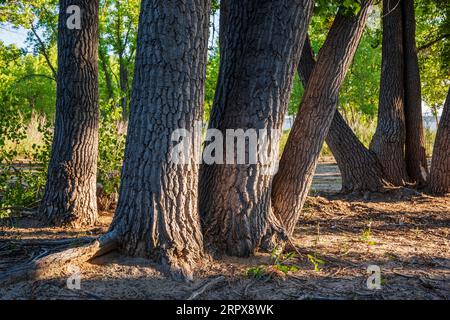 Nahaufnahme von Cottonwood Tree Trunks & Bark; Glendo State Park; East Wyoming; USA Stockfoto