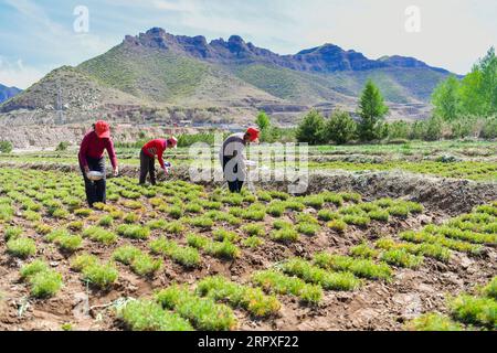 200520 -- KELAN, 20. Mai 2020 -- Bauern arbeiten in einem Feld im Songjiagou New Village im Kelan County, nordchinesische Provinz Shanxi, 19. Mai 2020. Kelan County liegt im zentralen Gebiet des Loess Plateau und der tiefen Lyuliang Mountains, wo fast die Hälfte der Dörfer mit schlechten Produktions- und Lebensbedingungen konfrontiert ist. Im Jahr 2017 setzte die lokale Regierung einen Plan zur Umsiedlung armer Haushalte in abgelegenen Dörfern um, um die Armut zu lindern, und Songjiagou New Village wurde zu einem zentralen Ort, an dem 145 arme Haushalte aus den umliegenden 14 Dörfern aufgenommen wurden. In den letzten Jahren Stockfoto