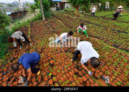 200521 -- LUZHAI, 21. Mai 2020 -- Dorfbewohner arbeiten auf dem Ölteekamellienfeld im Gumu Village im Luzhai County, Liuzhou City, südchinesische autonome Region Guangxi Zhuang, 10. Mai 2020. In den letzten Jahren hat Luzhai County seine charakteristischen Industrien bei der Armutsbekämpfung gestärkt. Rund 89 Prozent der von Armut betroffenen Haushalte im Luzhai County sind in charakteristischen Branchen tätig, darunter Pflanzen und Tierhaltung. Von 2016 bis 2019 haben alle 22 von Armut betroffenen Dörfer im Luzhai County die Armut abgeschwächt, wobei die Zahl der verarmten Bewohner im County zurückging Stockfoto