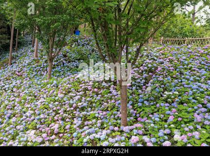 200522 -- KAIZHOU, 22. Mai 2020 -- Luftaufnahme aufgenommen am 22. Mai 2020 zeigt Hortensienblüten im Hanfeng Lake National Wetland Park im Kaizhou District von Chongqing, Südwestchina. Foto: /Xinhua CHINA-CHONGQING-KAIZHOU-HYDRANGEA CN HuangxWei PUBLICATIONxNOTxINxCHN Stockfoto