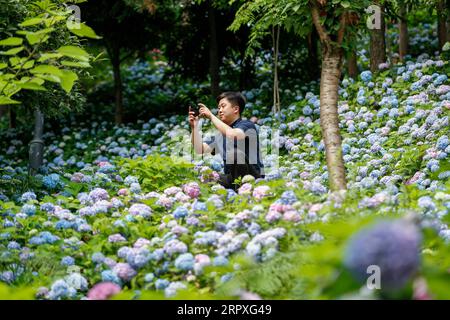 200522 -- KAIZHOU, 22. Mai 2020 -- Ein Mann fotografiert Hortensienblüten im Hanfeng Lake National Wetland Park im Kaizhou District von Chongqing, Südwestchina, 22. Mai 2020. Foto: /Xinhua CHINA-CHONGQING-KAIZHOU-HYDRANGEA CN HuangxWei PUBLICATIONxNOTxINxCHN Stockfoto