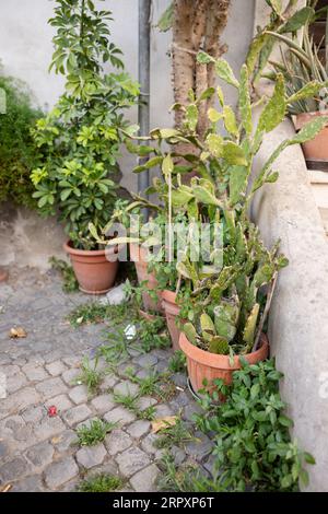 Große Terrakottatöpfe mit grünen Pflanzen und Blumen, die im Sommer vor der Haustür einer italienischen Residenz in Rom wachsen Stockfoto