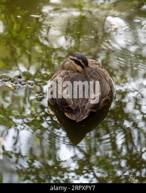 Die Pacific Black Duck schwimmt auf dem Wasser, der Kopf liegt versteckt in Ruhe Stockfoto