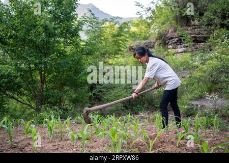 200603 -- LINGCHUAN, 3. Juni 2020 -- Qin Chunlan arbeitet am 31. Mai 2020 auf einem Feld im Lingchuan County in der nordchinesischen Provinz Shanxi. Am 2. Juni kehrten Qin Chunlan, Qin Qiulan und Qin XingWang zur Schule zurück. Früh am Morgen stiegen sie auf das Dreirad ihres Vaters und eilten in die Grundschule des mehr als 10 Kilometer entfernten Mawuzhai-Internats. Die Familie der drei Kinder ist der einzige Haushalt im Dorf Nanbei im Lingchuan County, und die Grundschule ist die einzige Schule im Umkreis von dutzenden Kilometern. Es gibt sieben Schüler in der Schule. Qin Chunlan, Stockfoto