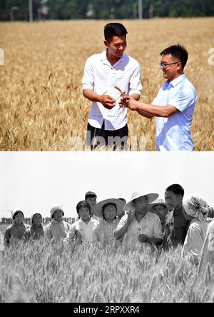 200605 -- ZHENGZHOU, 5. Juni 2020 -- Combo-Foto zeigt den jungen Landwirt Guo Huayu L, der das Wachstum von Weizen auf dem Feld im Dorf Anzhong in der Stadt Xiaoyangying in der Stadt Dengzhou, Provinz Henan in Zentralchina, überprüft, Foto aufgenommen am 26. Mai 2020 von und Shi Laihe 4. R, sekretär der Partei des Dorfes Liu Zhuang und ein nationaler Modellarbeiter, Leiter eines wissenschaftlichen Forschungsteams, das auf dem Gebiet im Xinxiang County, in der zentralchinesischen Provinz Henan Bottom, arbeitet, Foto veröffentlicht am 17. Juni 1975, aufgenommen von Lu Ke. Seit der Gründung der Volksrepublik China, dem Niveau der landwirtschaftlichen Mechanik Stockfoto