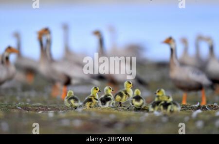 200613 -- PEKING, 13. Juni 2020 -- Foto aufgenommen am 9. Juni 2020 zeigt junge Stachelgänse auf einer Vogelinsel im Amdo County, der südwestlichen chinesischen Autonomen Region Tibet. XINHUA FOTOS DES TAGES Chogo PUBLICATIONxNOTxINxCHN Stockfoto