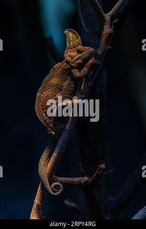 Eidechse, Drache, Chamäleon, Blaukrone Echse, Indo-Chinesische Waldechse. Dunkles Schlüsselbild mit Kopierraum für Text Stockfoto