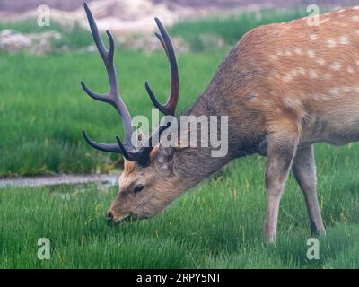 Sika Deer, Cervus nippon, ein großes, schönes Hirsch in Hokkaido, Japan Stockfoto