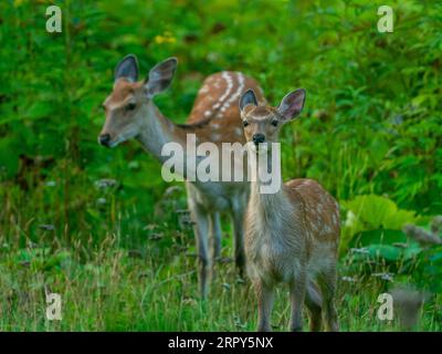 Sika Deer, Cervus nippon, ein großes, schönes Hirsch in Hokkaido, Japan Stockfoto