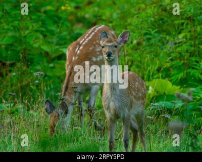 Sika Deer, Cervus nippon, ein großes, schönes Hirsch in Hokkaido, Japan Stockfoto