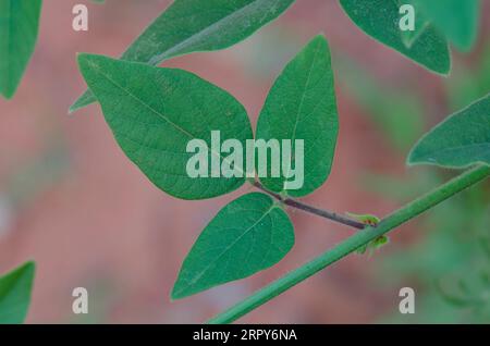 Hoary Ticktrefoil, Desmodium canescens, Blätter Stockfoto