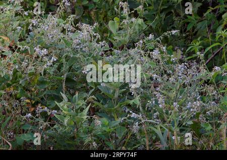 Ticktrefoil, Desmodium sp. Stockfoto