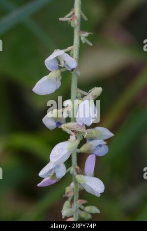 Ticktrefoil, Desmodium sp. Stockfoto