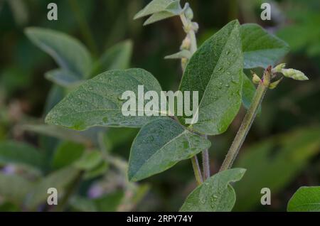 Ticktrefoil, Desmodium sp., Blätter Stockfoto