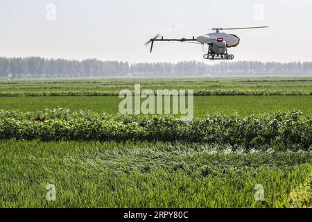 Landwirtschaft, Reis Anbau News Bilder des Tages 200619 -- YINGKOU, 19. Juni 2020 -- Foto aufgenommen am 19. Juni 2020 zeigt ein unbemanntes Luftfahrzeug, das Pestizide über einem Reisfeld in der Stadt Yingkou, Provinz Liaoning im Nordosten Chinas, spritzt. Unbemannte Luftfahrzeuge wurden für das Sprühen von Pestiziden im Reisfeldmanagement eingesetzt, um die Effizienz in Yingkou zu erhöhen. CHINA-LIAONING-AGRICULTURE-DRONE CN PanxYulong PUBLICATIONxNOTxINxCHN Stockfoto