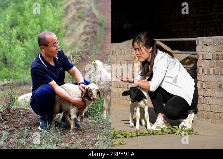 200621 -- TAIYUAN, 21. Juni 2020 Xinhua -- Kombo-Foto zeigt Liu Zhijun, erste Sekretärin des Dorfes Jingyubao, im Gespräch mit einem Züchter im Dorf Jingyubao des Landkreises Lanxian L, aufgenommen am 11. Juni 2020 von Cao Yang und Li Cuiye, erste Sekretärin des Dorfes Nantong, Gespräch mit einem Züchter im Dorf Nantong im Xingxian County, aufgenommen am 2. Juni 2020 von Liu Liangliang in der nordchinesischen Provinz Shanxi. Liu Zhijun und Li Cuiye sind ein Paar, das in der Verwaltung von Landmaschinen bzw. im Service Center für Regierungsangelegenheiten in der Stadt Lyuliang arbeitet. Im Juli 2015 meldeten sich Liu und Li freiwillig dazu Stockfoto