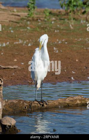 Großer Egret, Ardea alba, Vorspeise Stockfoto