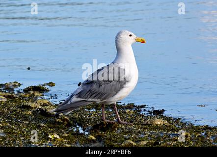 Ein Glaucous-Winged Gull „Larus hyperboreus“, der an einem felsigen Strand auf Vancouver Island, British Columbia, Kanada, steht Stockfoto