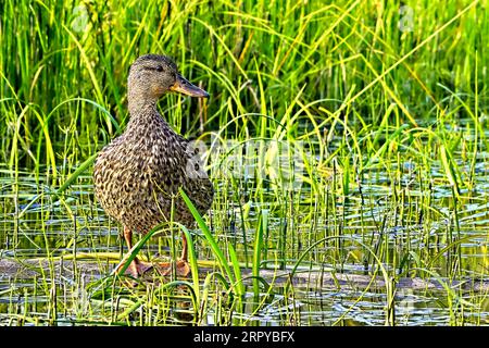 Ein Nahbild einer Stockenten-Ente Anas platyrhynchos, die auf einem gesunkenen Baumstamm im tiefen Sumpfgras ruht Stockfoto