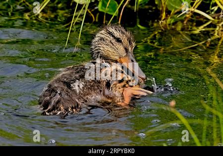 Eine Mallard-Ente Anas platyrhynchos; ein Bad in einem geschützten Bereich eines ländlichen Sees Stockfoto